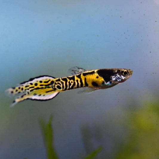 Guppy tigre endler (mâle) - NageoireBleue
