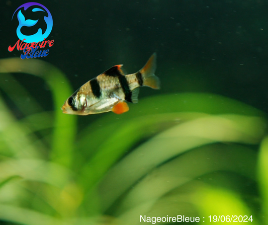 Tiger Barb - NageoireBleue