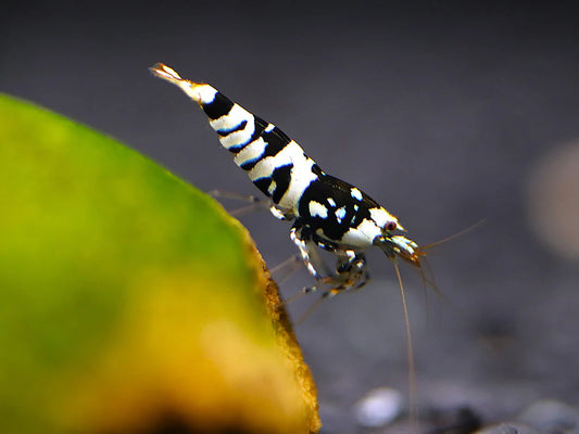 Crevette tigrée noire de grade S de la marque NageoireBleue, montrant ses rayures noires et sa silhouette dans un environnement aquatique.