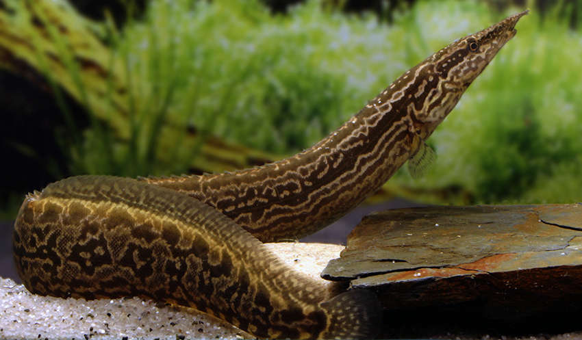 Anguille "Tire Track Spiny Eel" (Livraison)