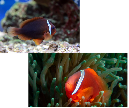 Tomato clown (CB) Amphiprion frenatus - NageoireBleue