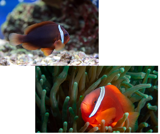 Tomato clown (CB) Amphiprion frenatus