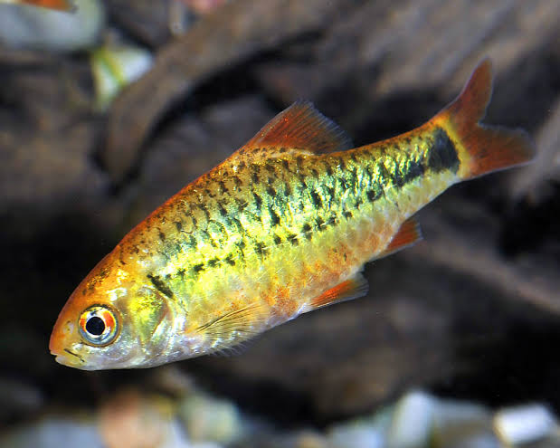 Barbus Or tricolor