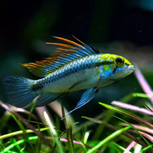 Apistogramma trifasciata (En paires) - NageoireBleue