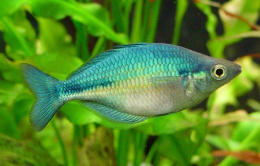 Rainbow Blue Turquoise - NageoireBleue