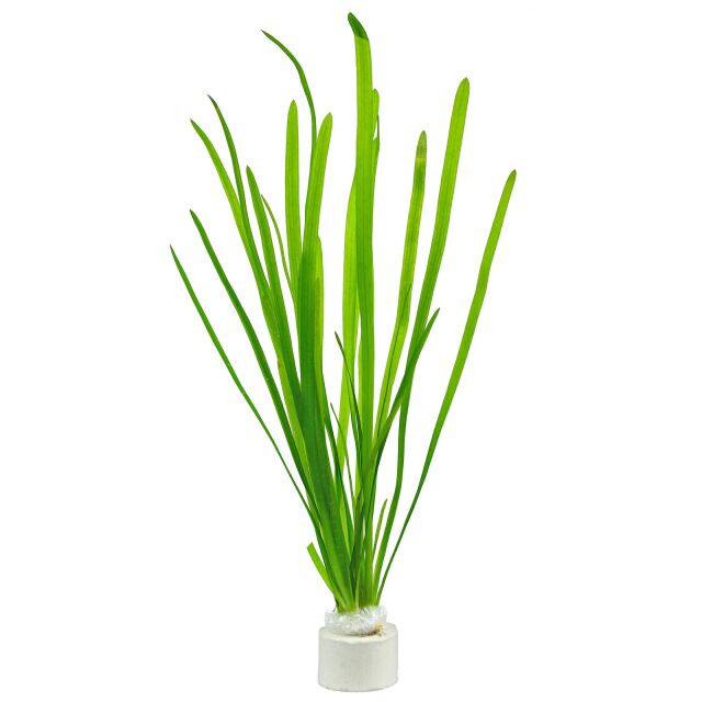 Vallisneria - NageoireBleue