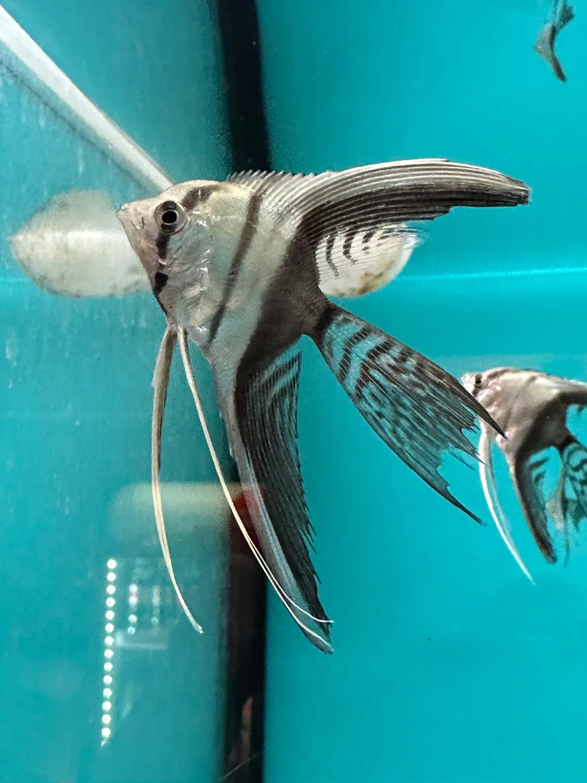 Scalaire noir et blanc "Veiltail" (Disponible en magasin le 22/03/2026. Réservez dès maintenant ici) - NageoireBleue