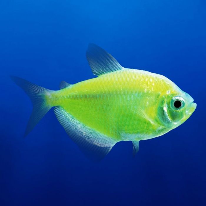 Poisson Tétra Glo - NageoireBleue