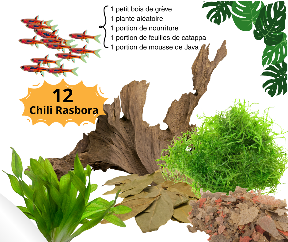 Combos Chili Rasbora - NageoireBleue
