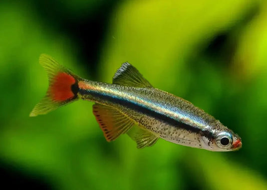 White cloud minnow