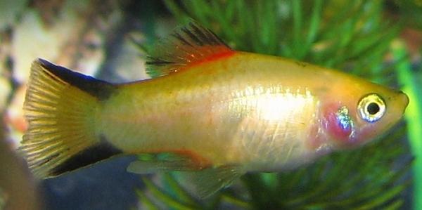 Platy comet jaune