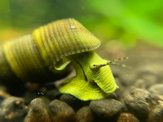 Escargots Lapin Jaune - NageoireBleue