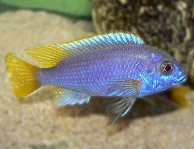 Mbuna Yellow Fin Acei (Pseudotropheus acei)