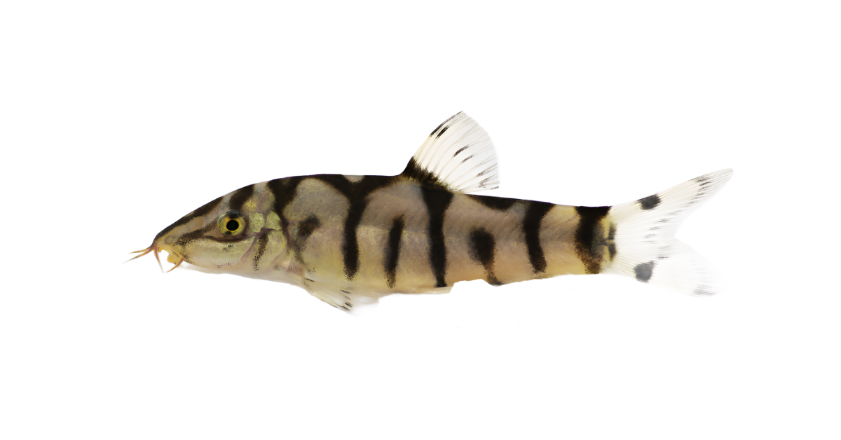 yoyo Loach ( Botia almorhae ) - NageoireBleue