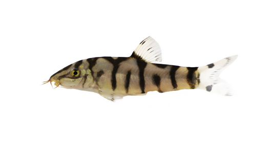 yoyo Loach (Botia almorhae)