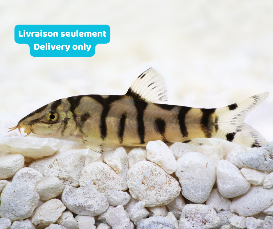 Loach Pakistani ( Yo Yo ) (Livraison seulement) - NageoireBleue