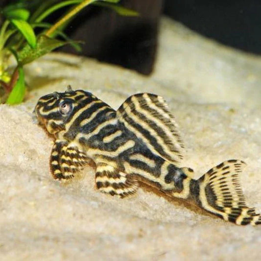 Pleco zebra L129 - NageoireBleue