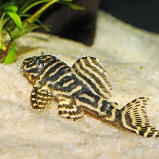 Pleco zebra L129